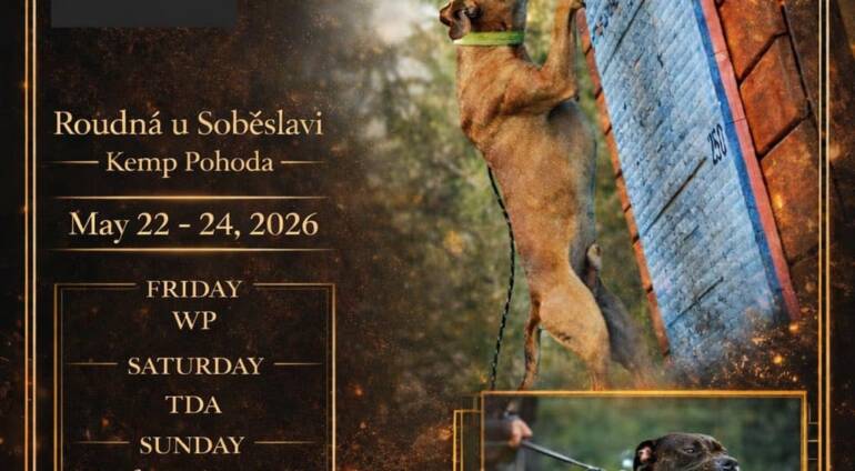 PIT BULL SHOW & Exhibition
